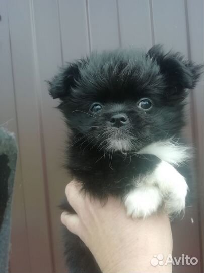 Мини чихуашки