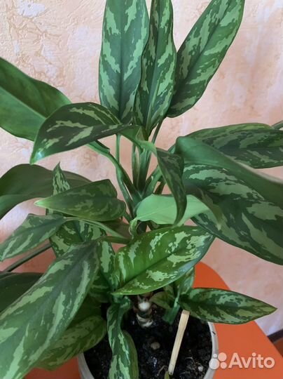 Разные отростки комнатных растений