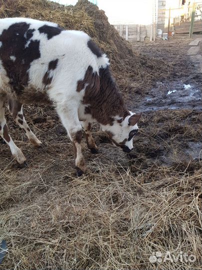 Телочка от джерси