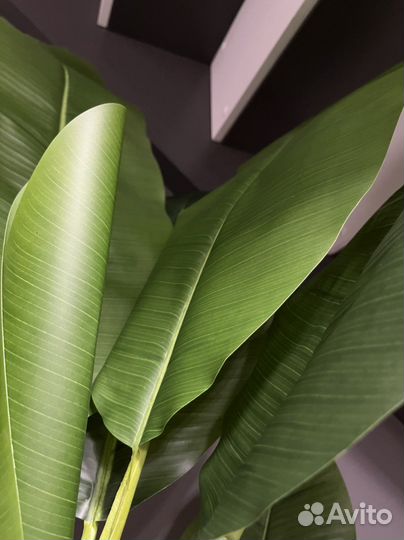 Искусственное дерево банановая пальма