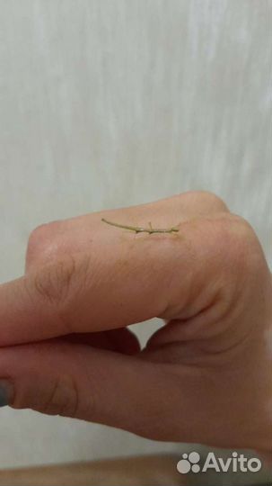 Палочник минифицированный