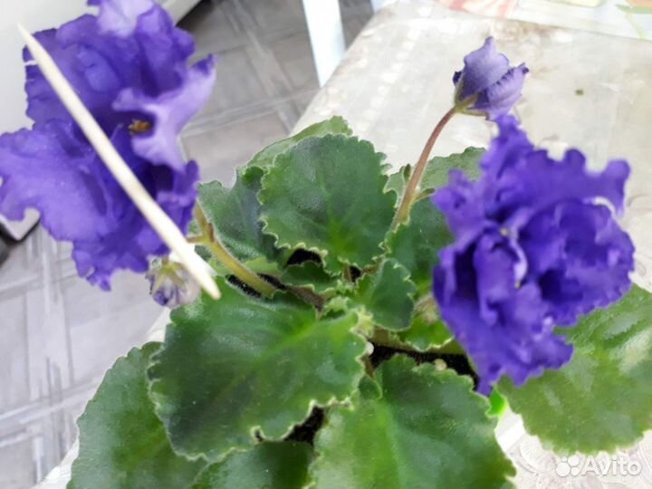 Сортовые фиалки цветущие