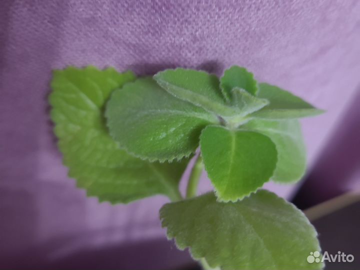 Цветок мята декоративная цветы комнатные