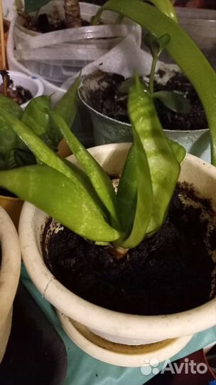 Сансевиерия