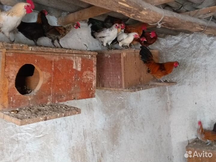 Гуси Холмогоры