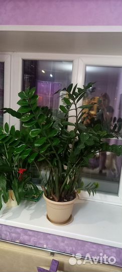 Замиокулькас