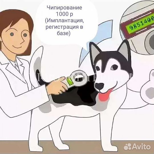 Чипирование животных