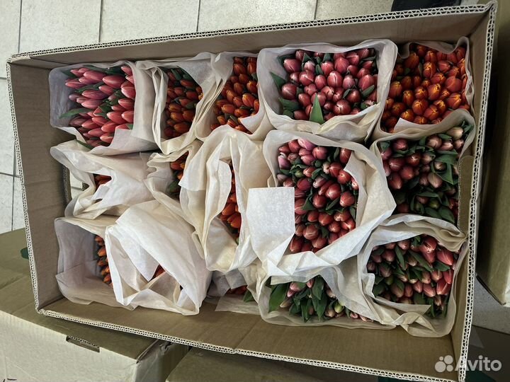 Тюльпаны к 8 марта розница