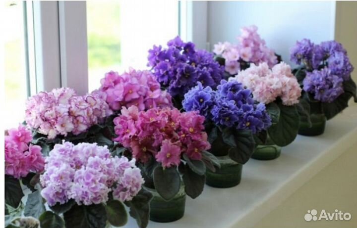 Фиалки сортовые