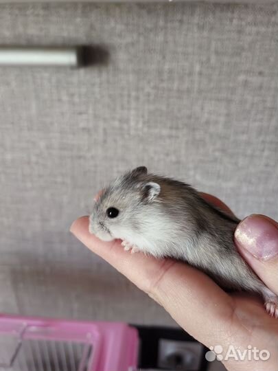 Джунгарский хомяк