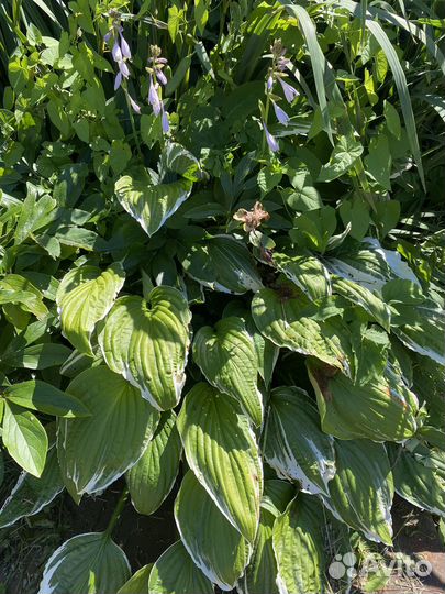 Цветы для сада