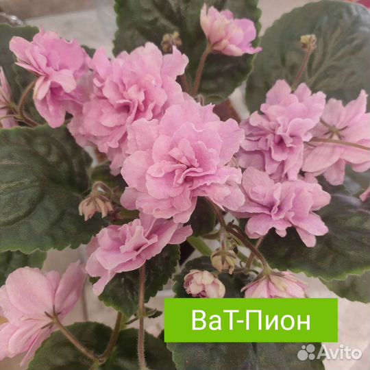 Фиалка сортовая