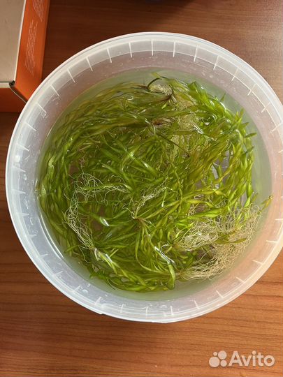 Аквариумные водоросли