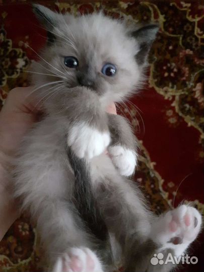 Симыны дети