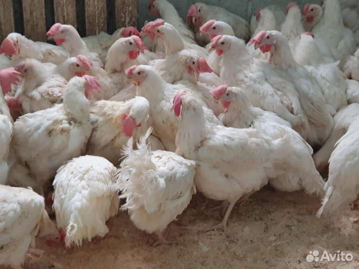 Куры несушки с доставкой