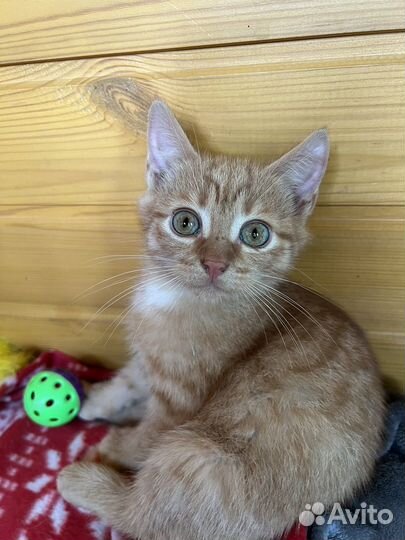 Цукатик с огромными глазами ищет дом