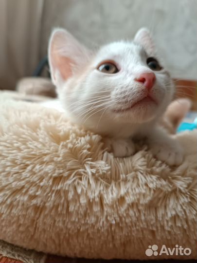 Котята в добрые руки бесплатно