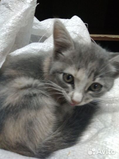 Котенок девочка