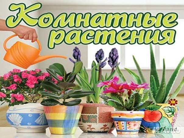Комнатные растения