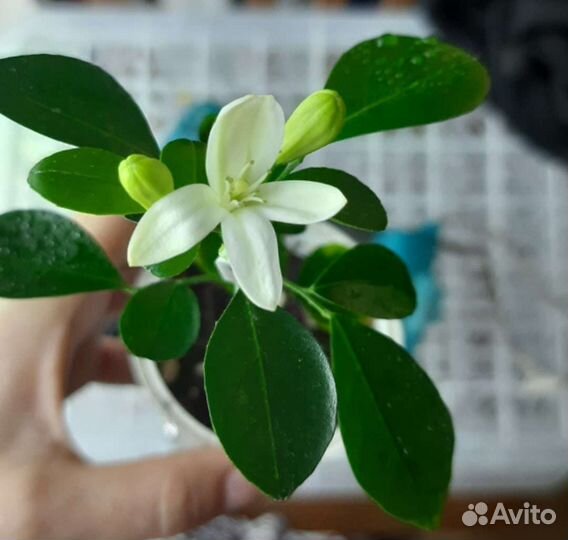 Муррайя метельчатая (сеянцы)