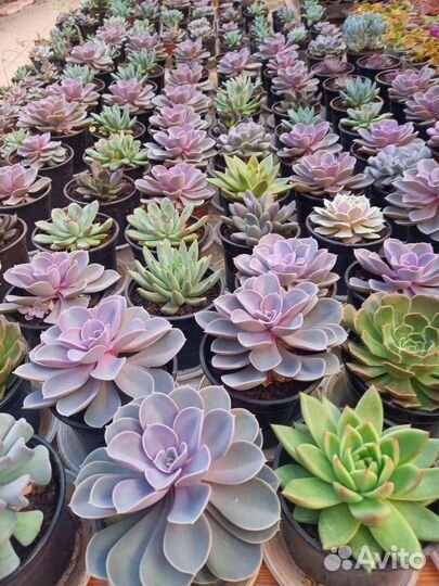 Суккуленты