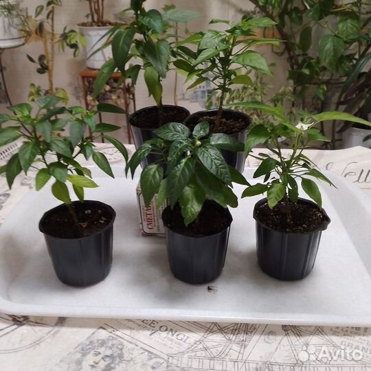 Перец комнатный острый