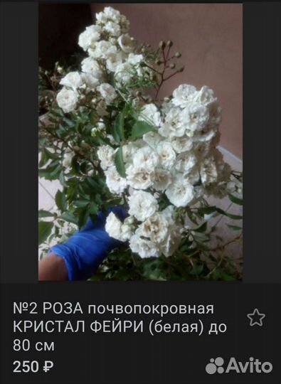 Роза Кристал:белая и почвопокровная