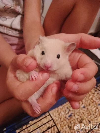 Хомячки домашние