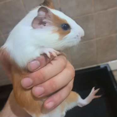 Морская свинка с клеткой