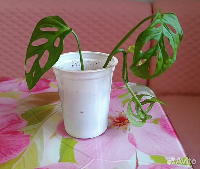 Монстера манки