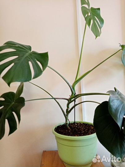 Комнатные растения цветы большие