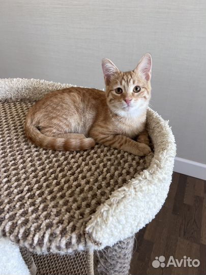 Котенок в добрые руки