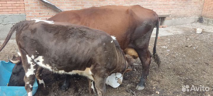 Корова с теленком