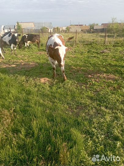 Корова стельная