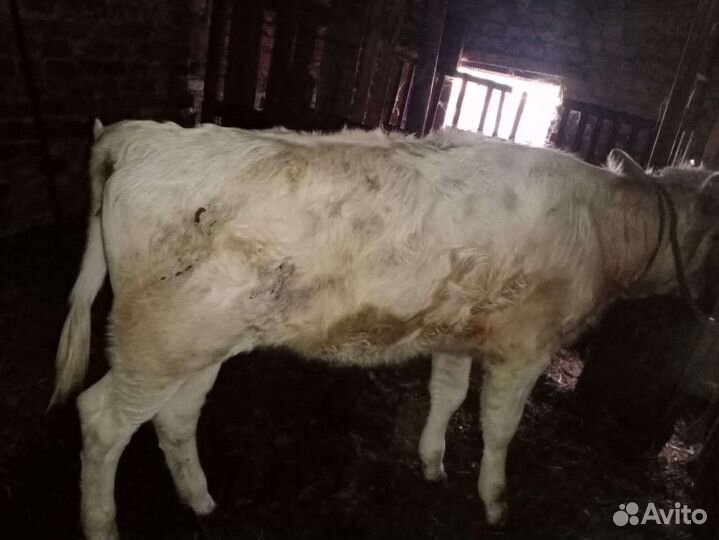 Продам телочку