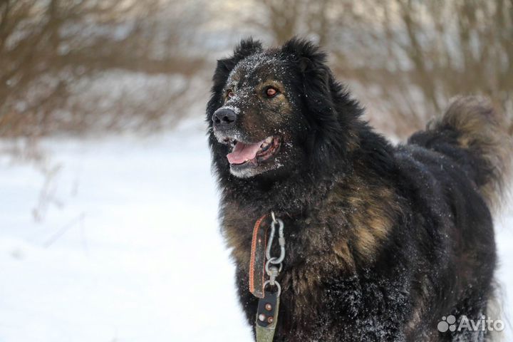 Метис кавказской овчарки Димар в добрые руки