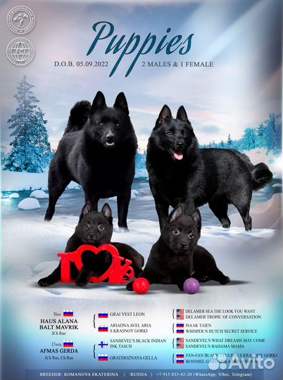 Шипперке щенки