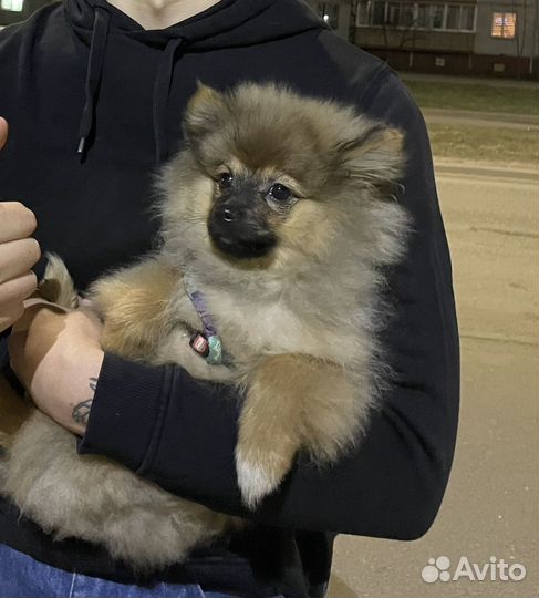 Немецкий шпиц
