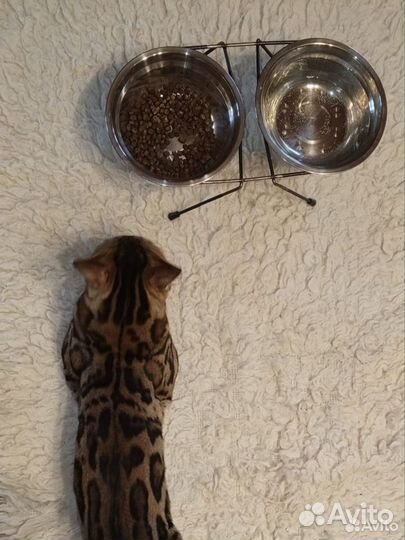 Бенгальский кот