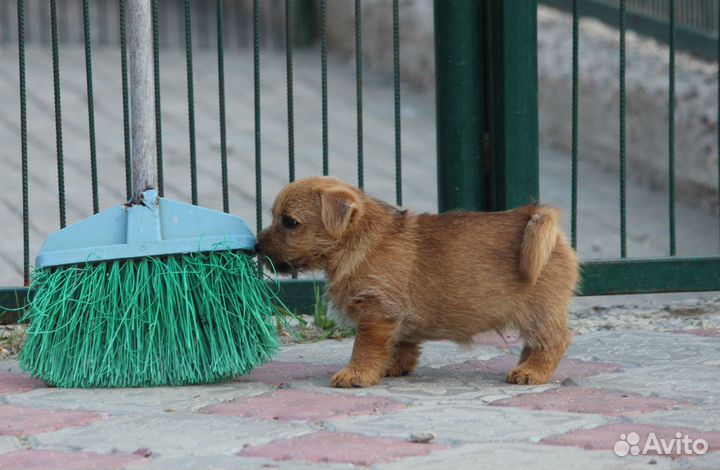 Щенки норвич-терьера из племенного питомника
