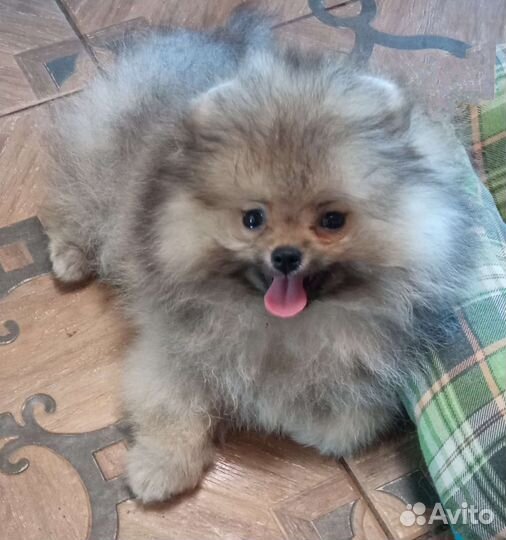 Померанский шпиц медвежьего типа мини