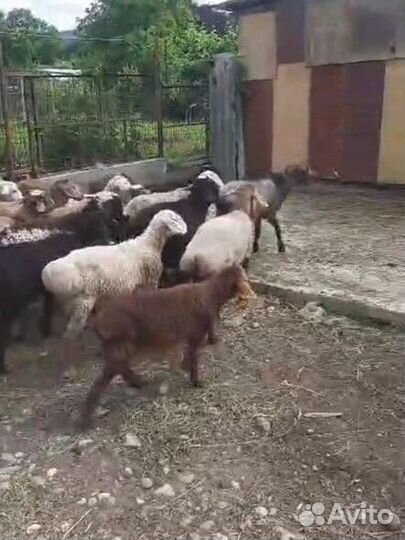 Ягнята баранчики