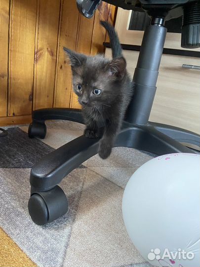 Котята