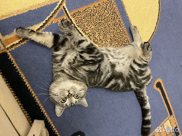 Кот вязка