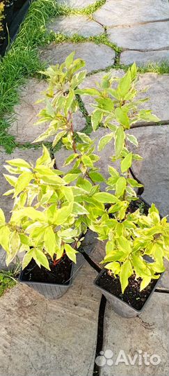 Саженцы дерен в ассортименте