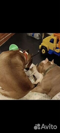 Чихуахуа, тойтерьеры, карликовые пинчеры Доставка