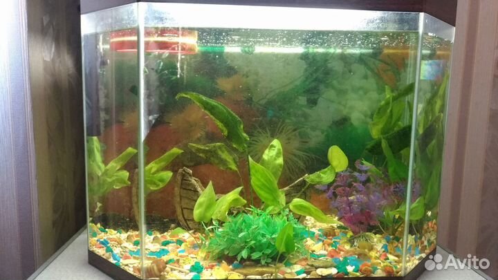 Аквариум