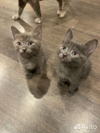 Котята