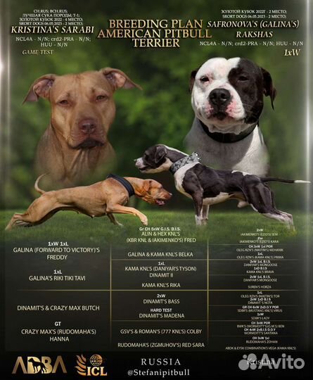 Щенки питбуля бронь