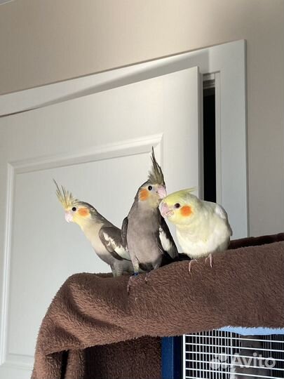 Ручные птенцы кореллы